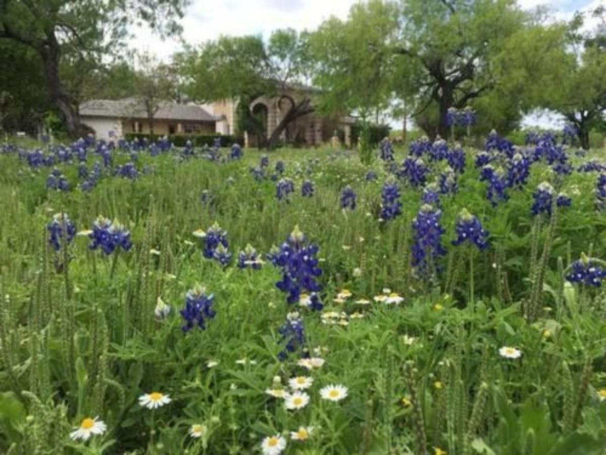 Live Oaks Bed And Breakfast Uvalde Esterno foto